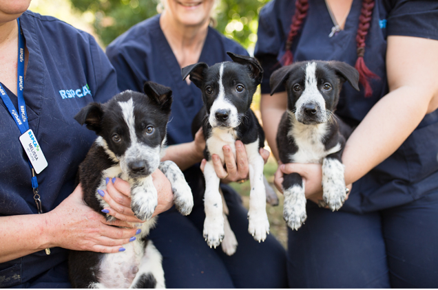 Dumped puppies from Inala in Brisbane Update